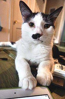 Chaplin (18389268)