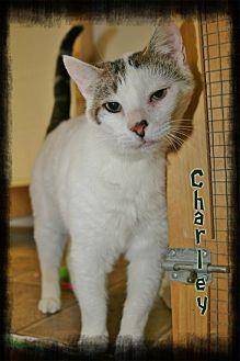 Charley (20683684)