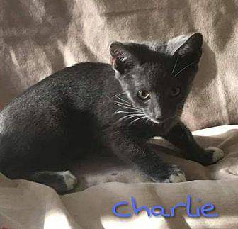 Charlie (19297888)