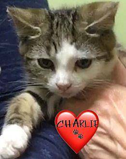 Charlie (19947257)