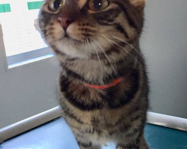 *CHARLIE (A188576)