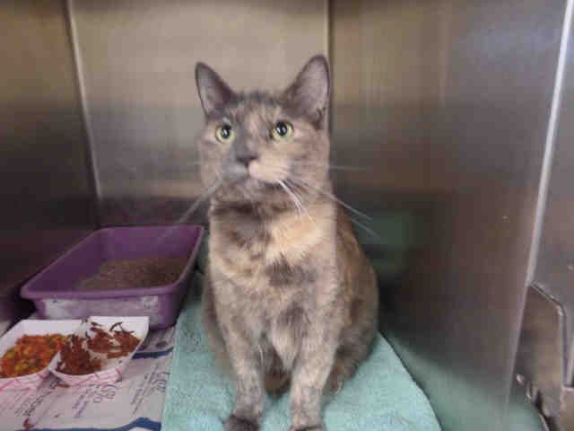 CHARLIE (A276867)