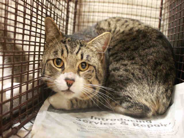 *CHARLIE (A492077)