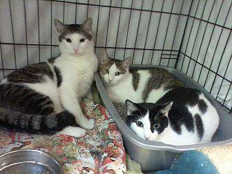 Charlie, Cha (17563186)