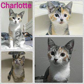 Charlotte (20106584)