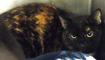 Charlotte (20164161)