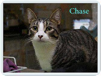 Chase (10248740)