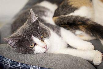 Chata (20453902)