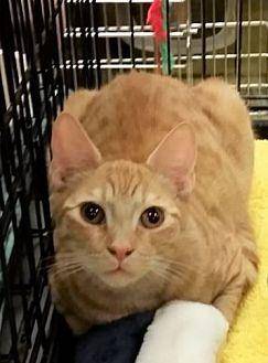 Cheddar (19208819)