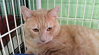 Cheddar (20585886)