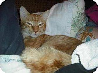 Cheddar (8782027)
