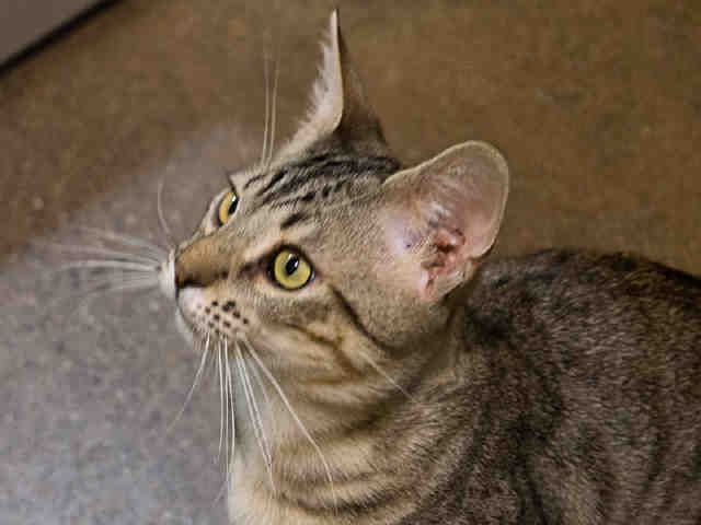 CHEETAH (A042049)