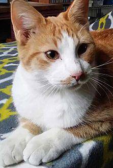 Cheeto (19382425)