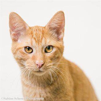 Cheeto (20683624)