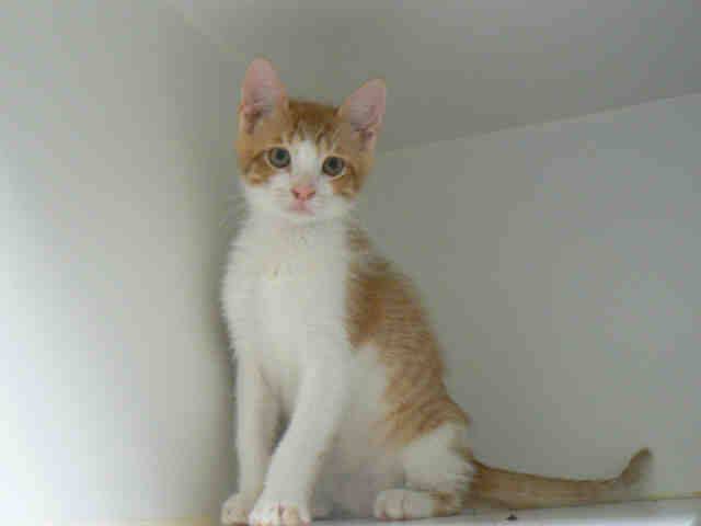 CHEETO (A009716)