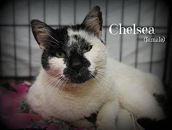 Chelsea (18019696)