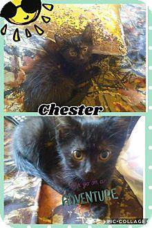 Chester (18650223)