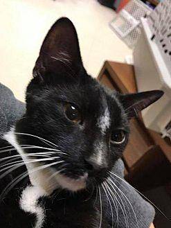Chester (19424002)