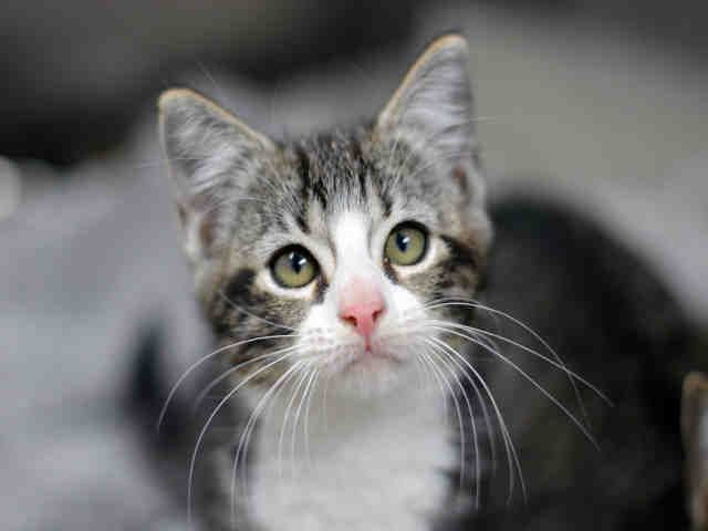 CHICHI (A1930522)