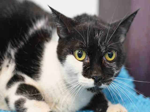 CHIP (A1926847)