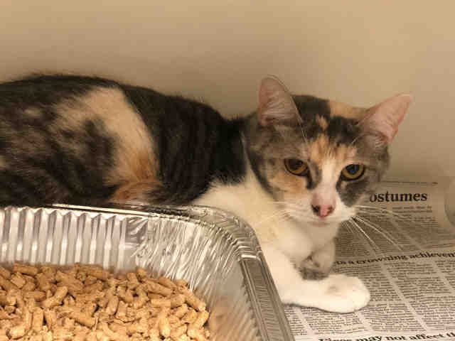 CHLOE (A000173)