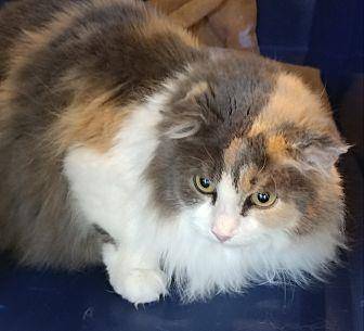 Chloe/Raspbe (20314702)