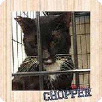 Chopper (18093863)