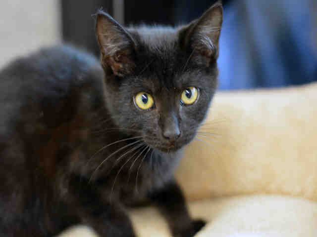 CHRIS (A1936815)