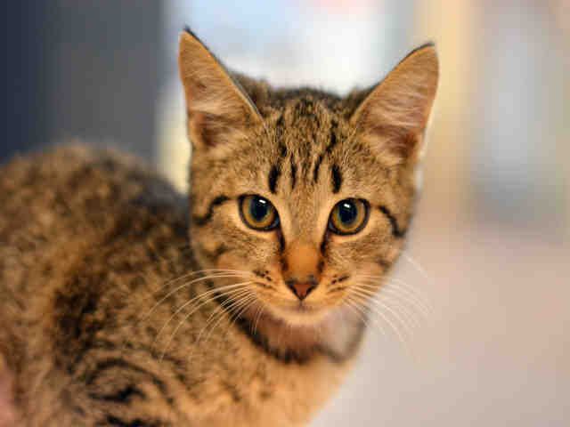 CHRISSY (A1936816)