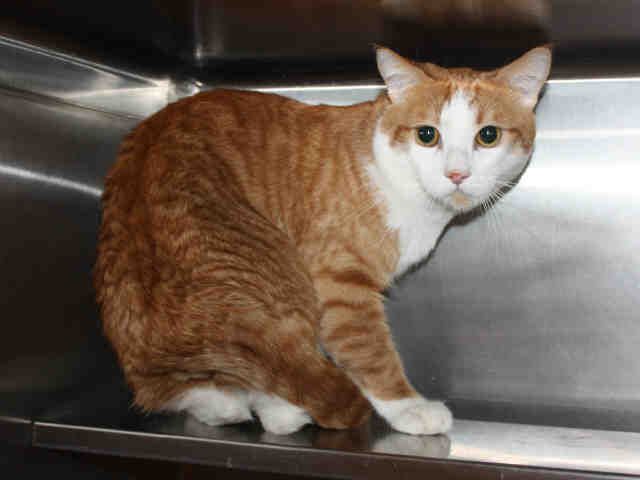 CHUCKY (A118143)