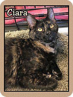 Ciara (17978409)