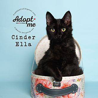 Cinder Ella (18930643)