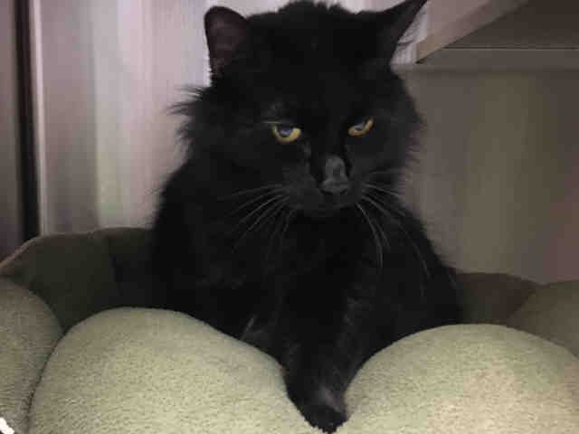 *CINDY (A363983)
