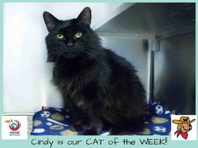 *CINDY (A363983)