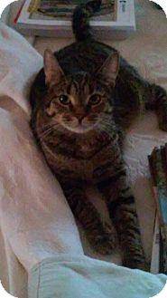 Cinnamon (17856091)