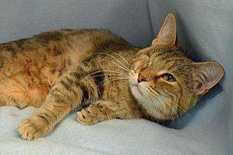 Cinnamon (20439701)
