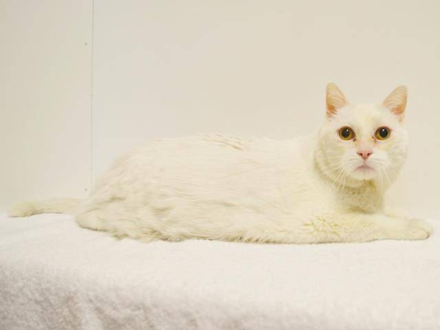 *CIRRUS (A709054)
