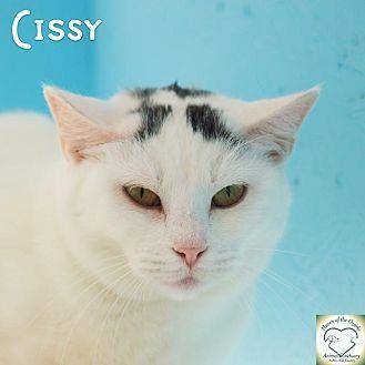 CISSY (11441831)