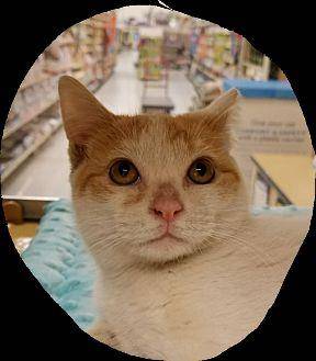 Clarice (20633087)