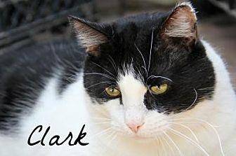 Clark (11700893)