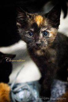 Clementine (20396801)