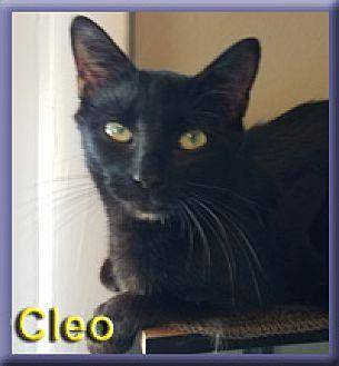 Cleo (19229986)