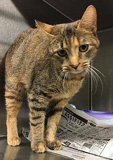Cleo (20429304)
