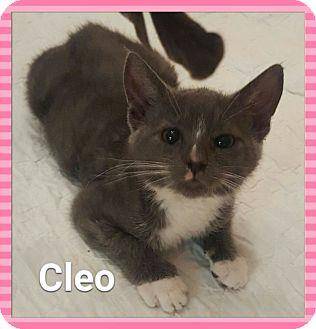 Cleo & Genie (18392328)