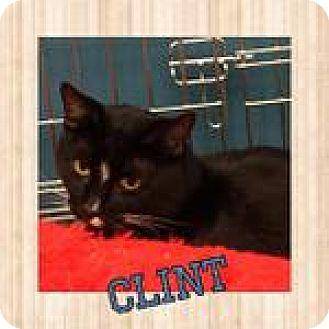 Clint (17704965)