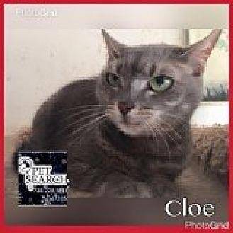 Cloe (20621413)