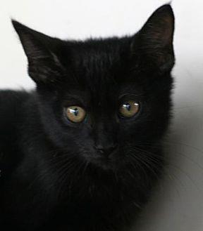 Coal (17597372)