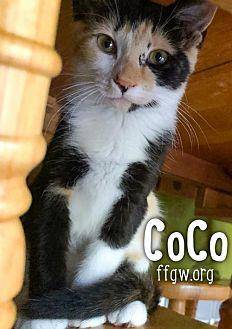 CoCo (19775900)