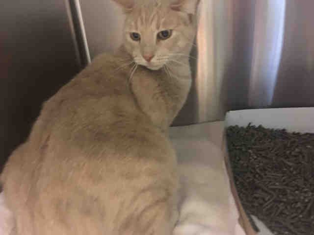 COCO (A056039)