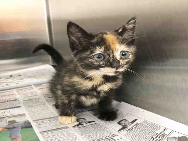 COCO (A1931264)